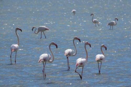 Flamingoer ved Sanlucar
