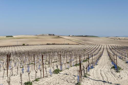 Vinmarker ved Sanlucar